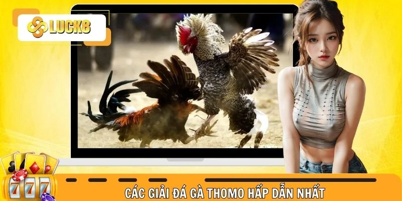 Các giải đá gà hấp dẫn nhất tại Thomo dành cho bạn